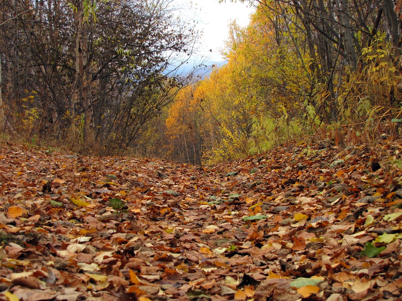 Гора Ореховая осенью