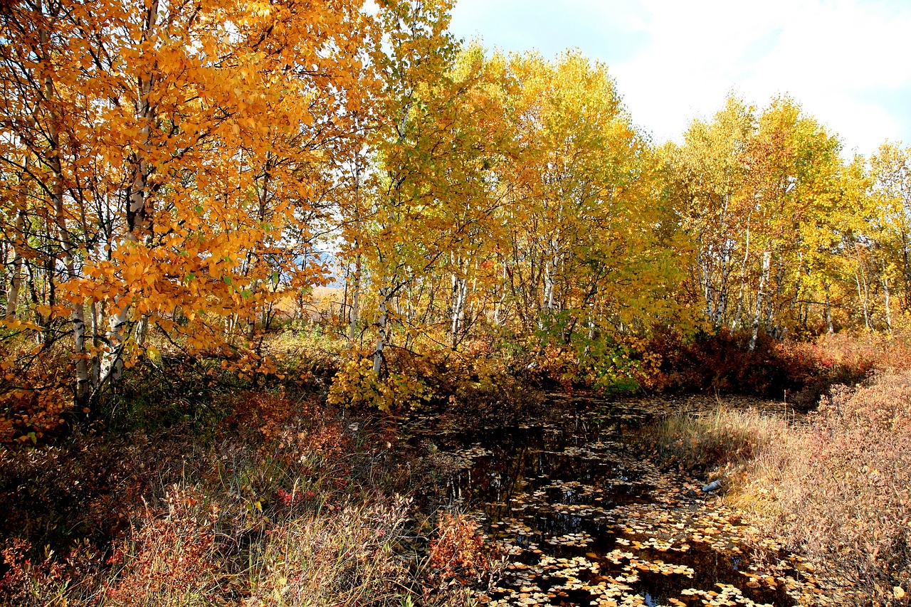 autumn forest mountains fall colors free photo