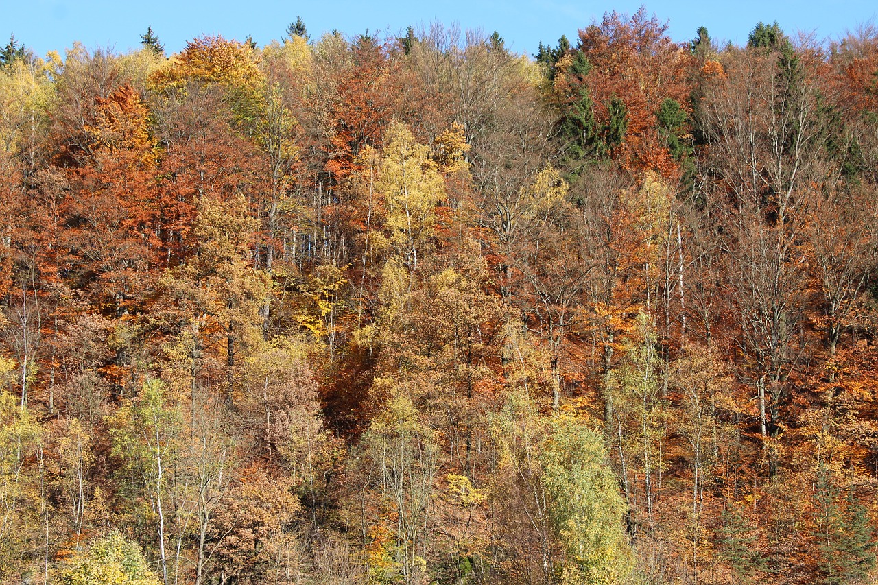 autumn forest forest autumn free photo