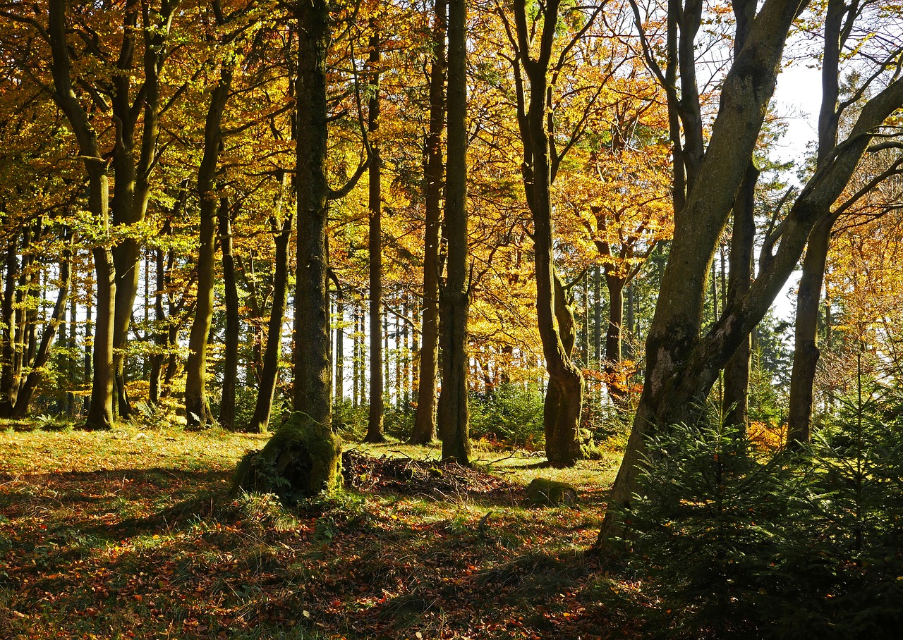 autumn forest the ebbe mountains sauerland free photo