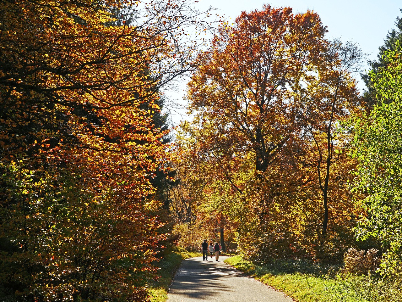 autumn forest sauerland walk free photo