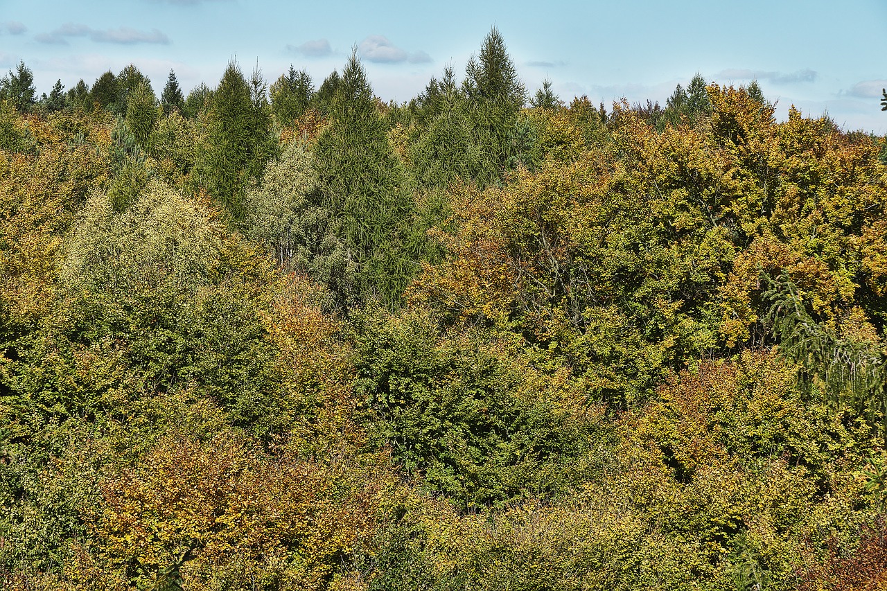 autumn forest indian summer treetop free photo