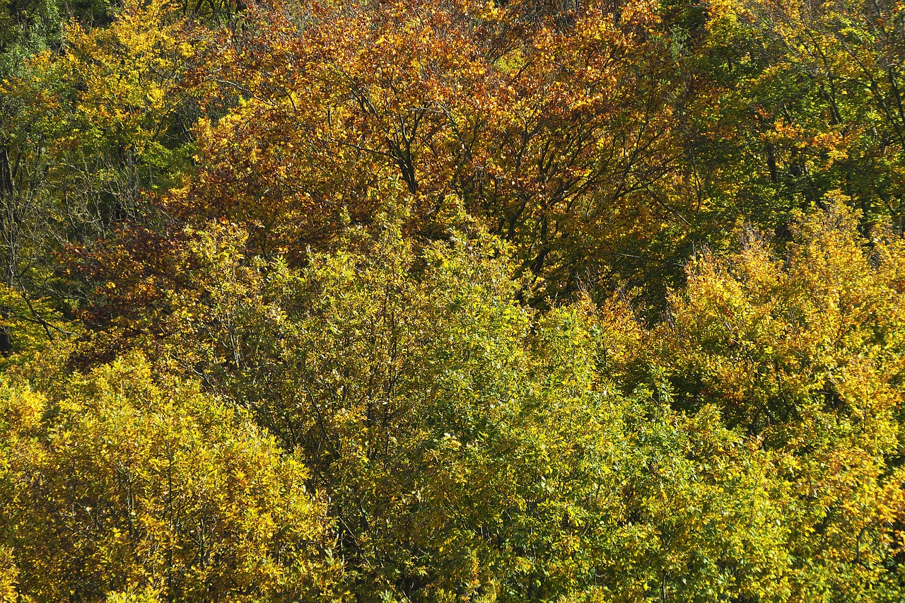 autumn forest indian summer treetop free photo