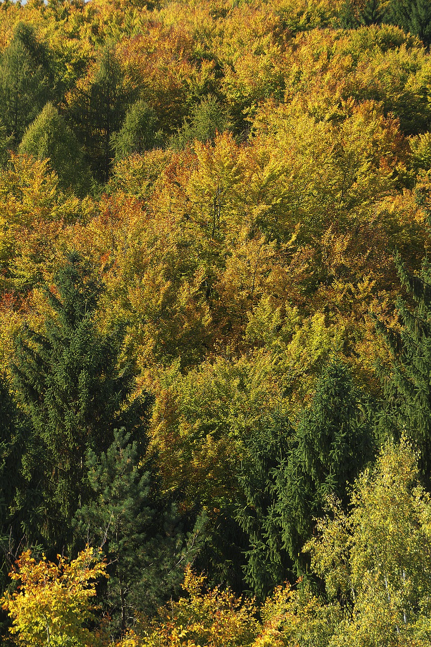 autumn forest indian summer treetop free photo