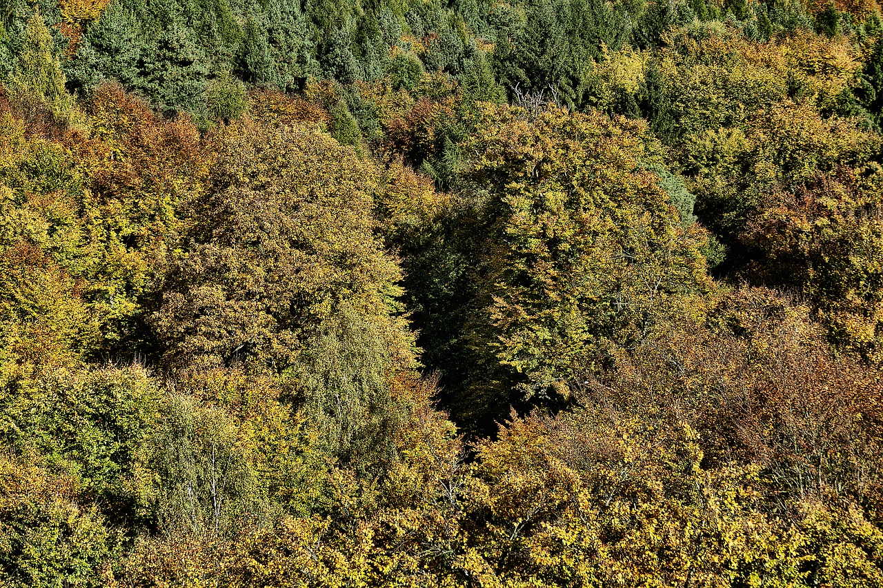 autumn forest indian summer treetop free photo