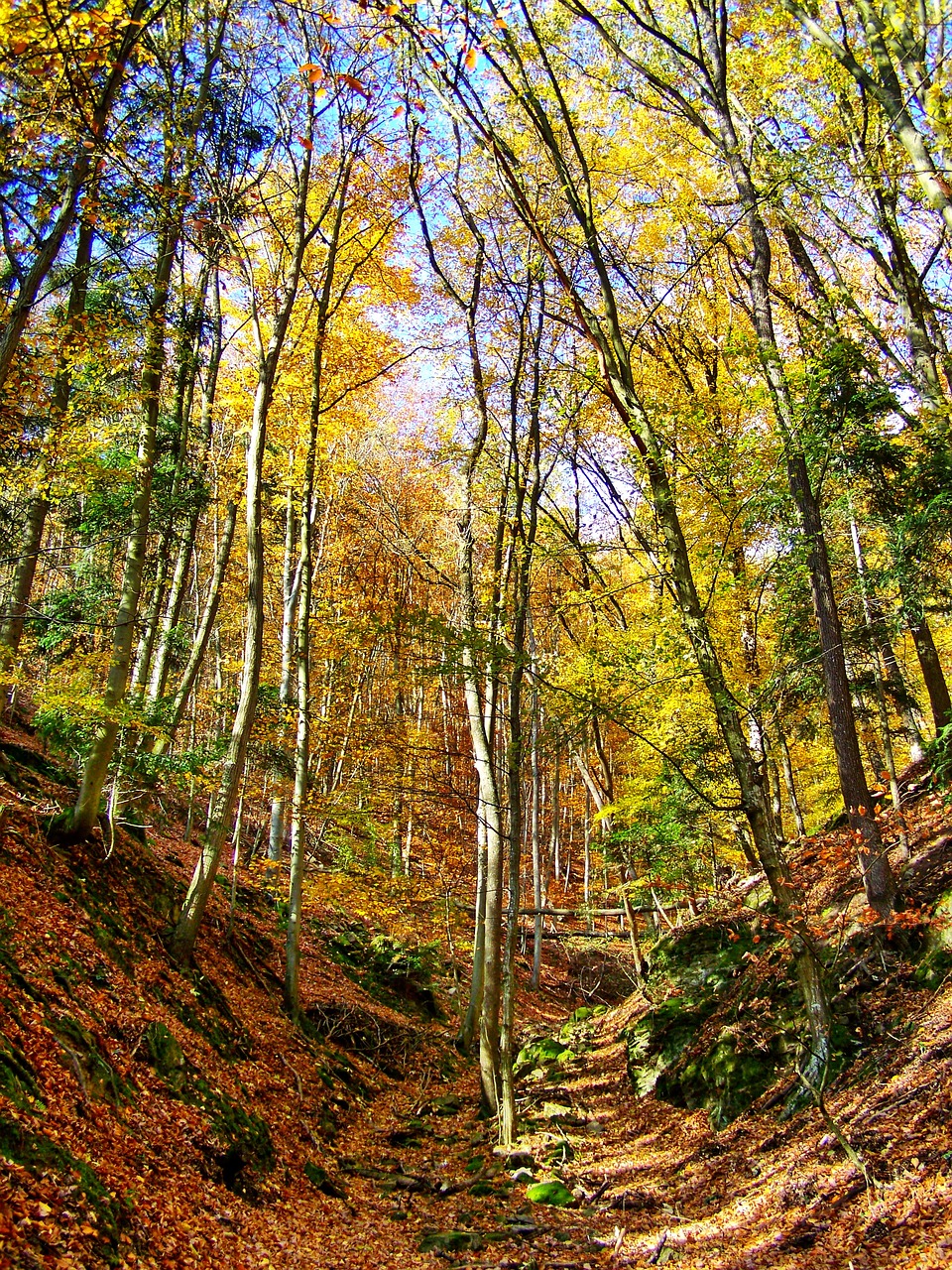 autumn forest  discoloration  nature free photo