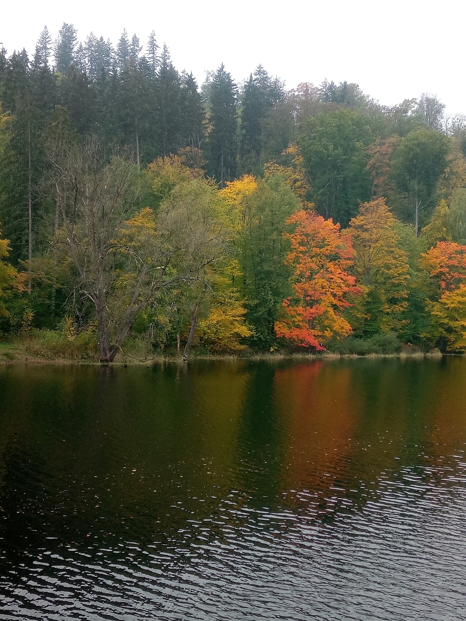 autumn forest  thuringia germany  forest free photo