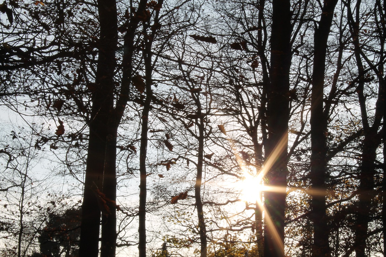 autumn forest sun back light free photo