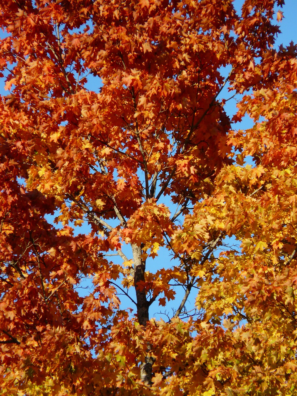 autumn forest tree maple free photo