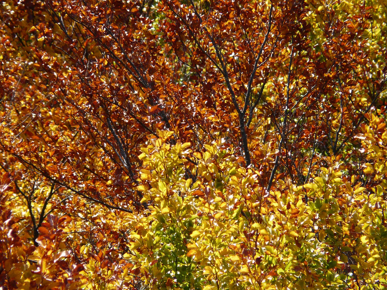 autumn forest beech wood golden autumn free photo