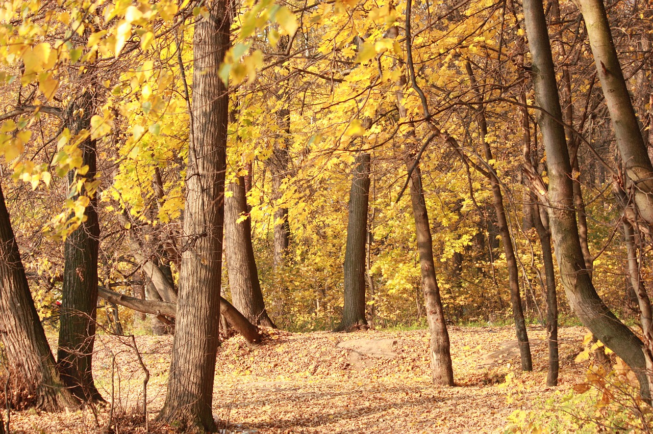 autumn forest listopad golden autumn free photo