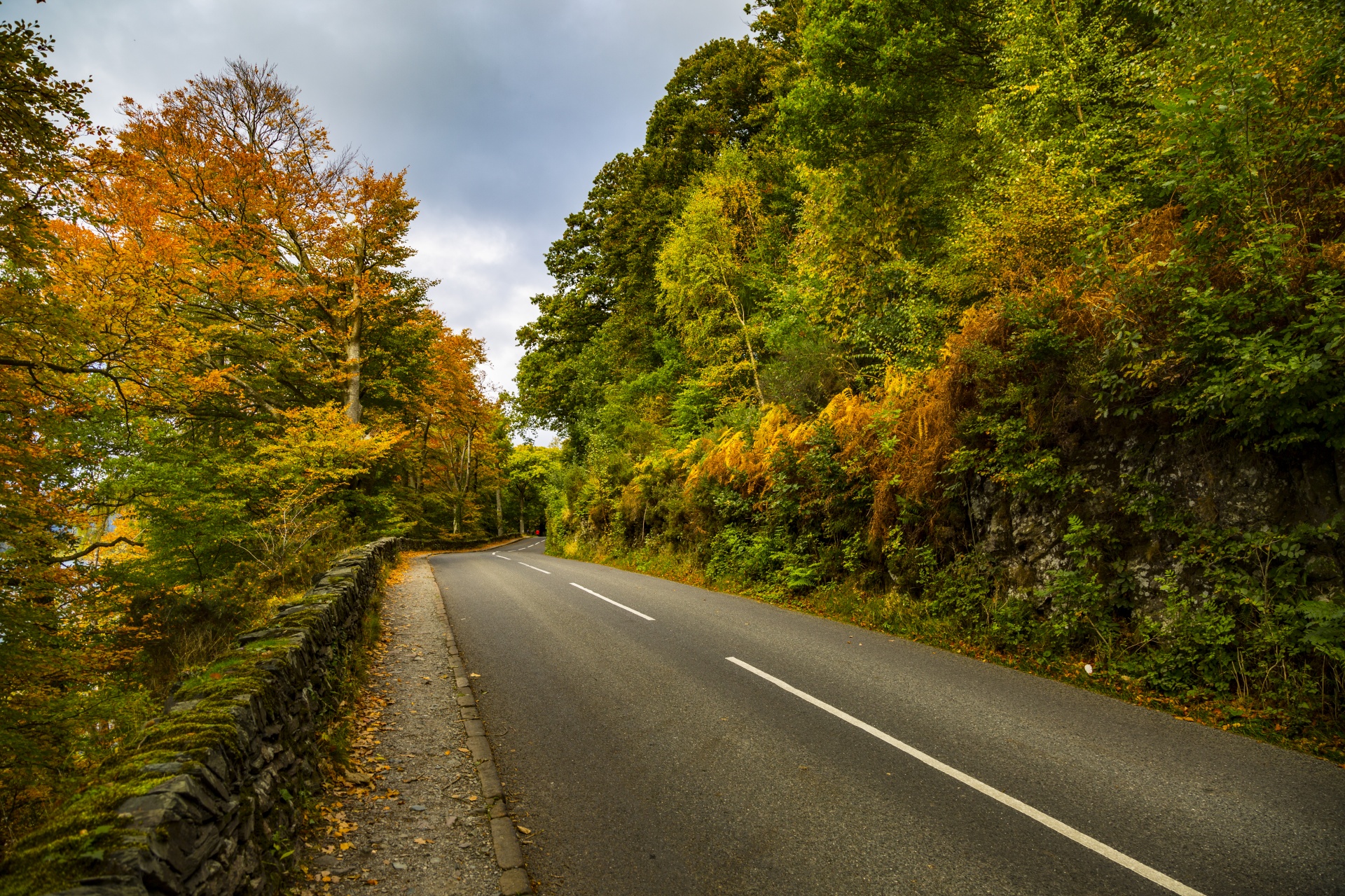 road tree forward free photo