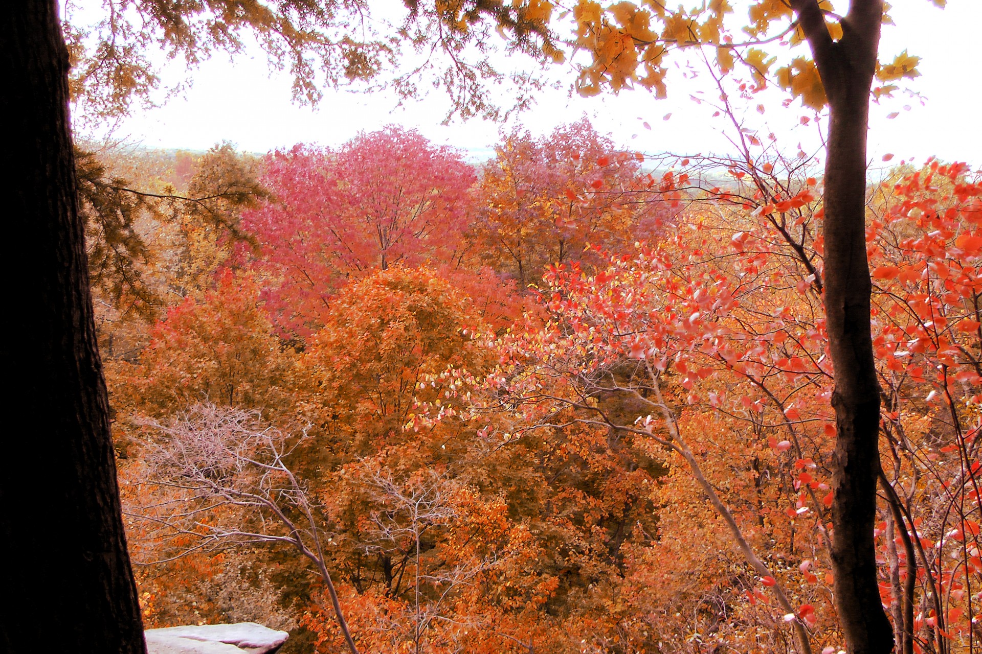 autumn autumn leaves red leaves free photo