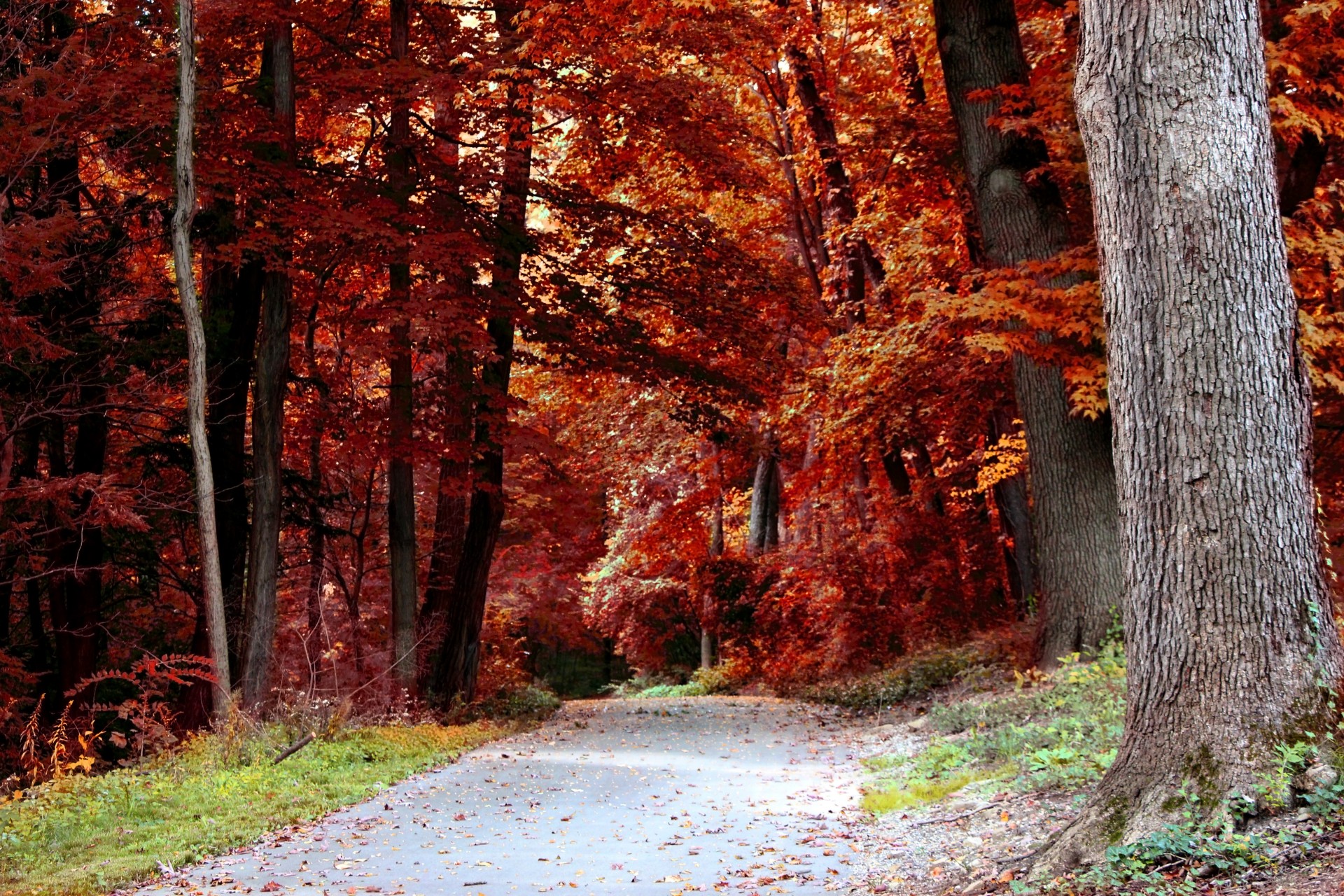 forest path autumn woods fall free photo