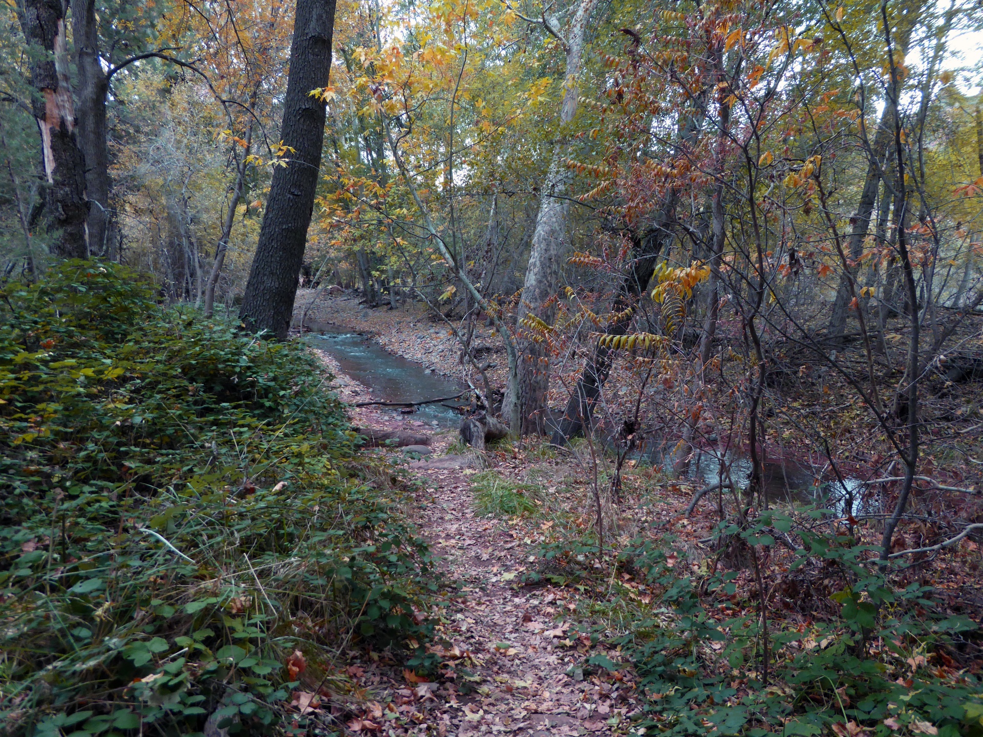 path paths forest free photo