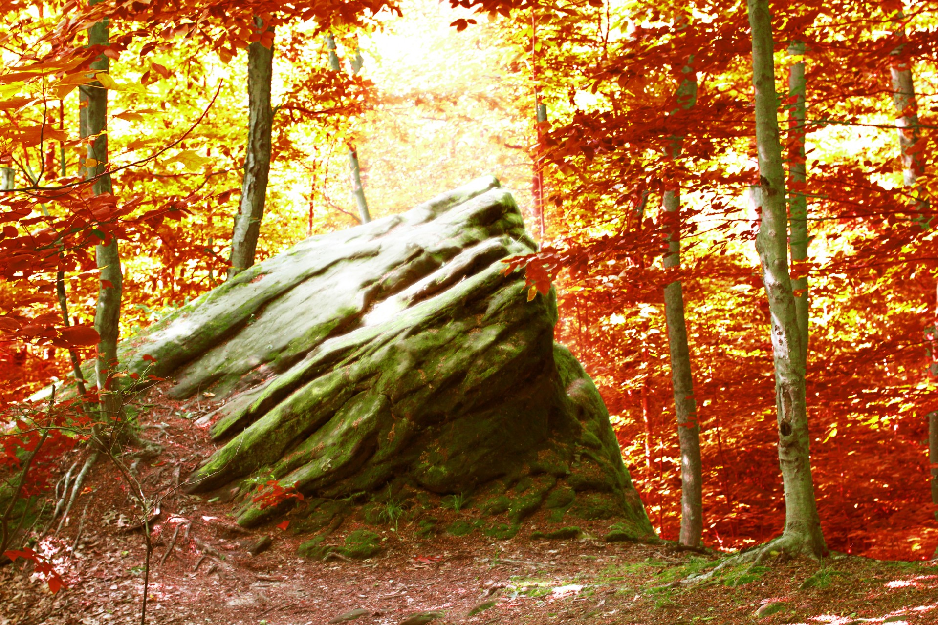 autumn red leaves autumn trees free photo