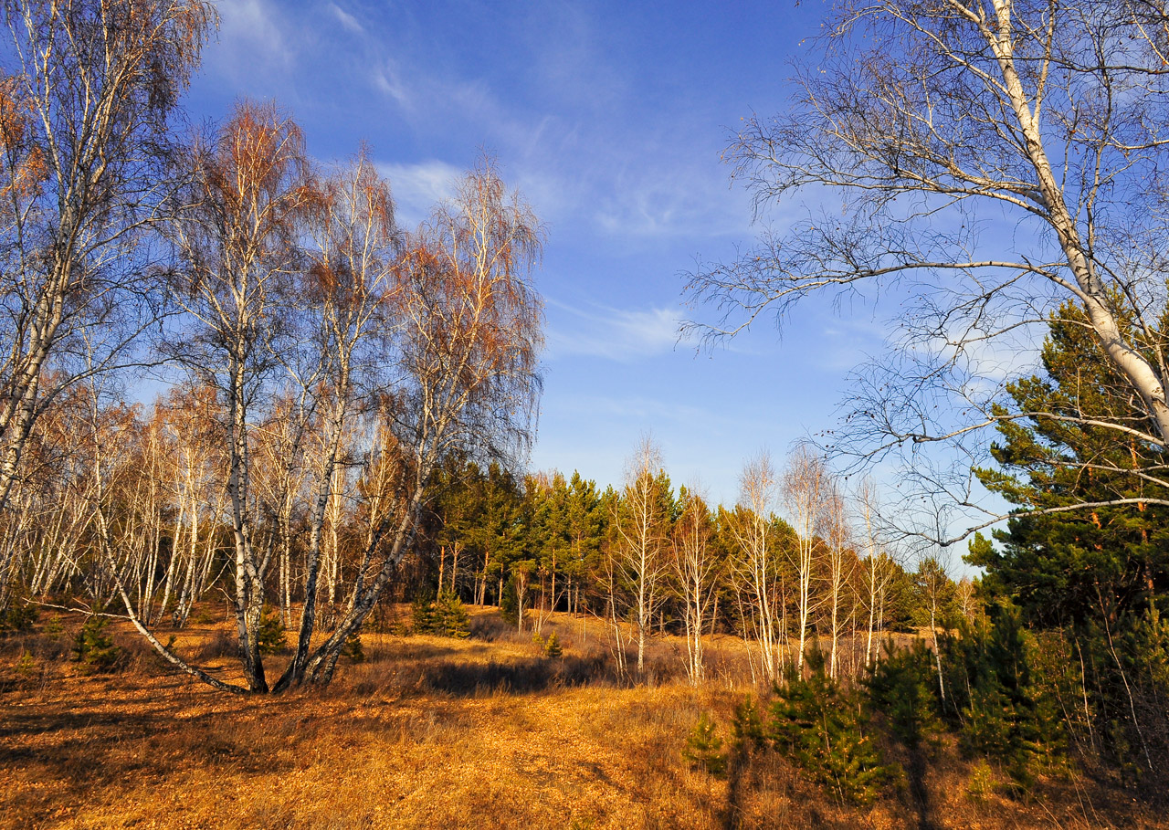 autumn forest trees free photo