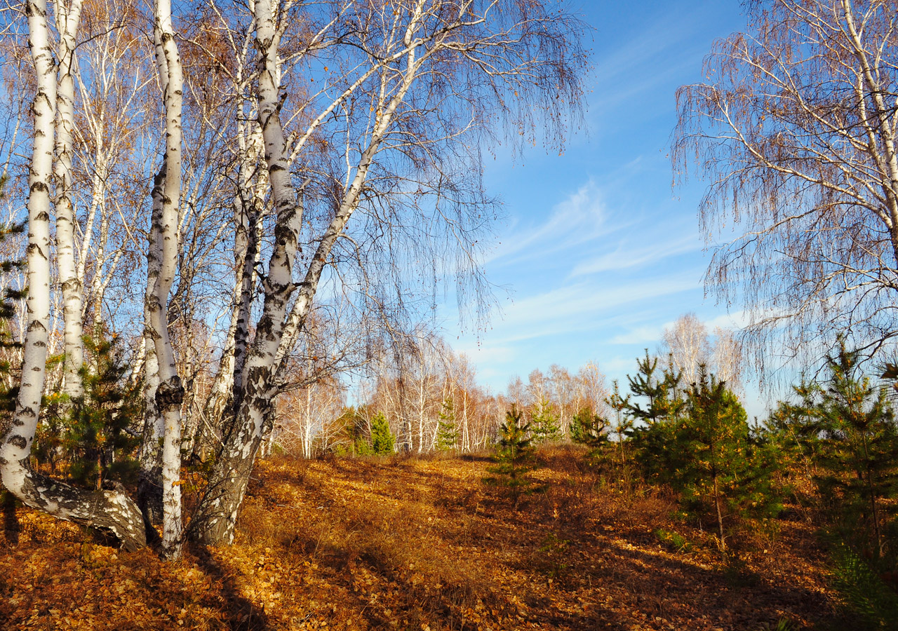 autumn forest trees free photo