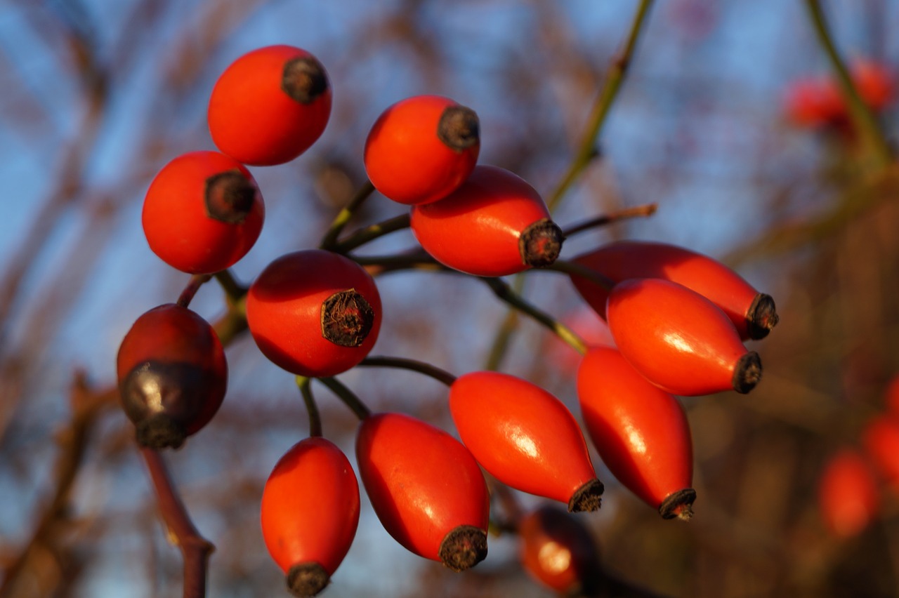 the rosehip fruits rose hips autumn fruits free photo