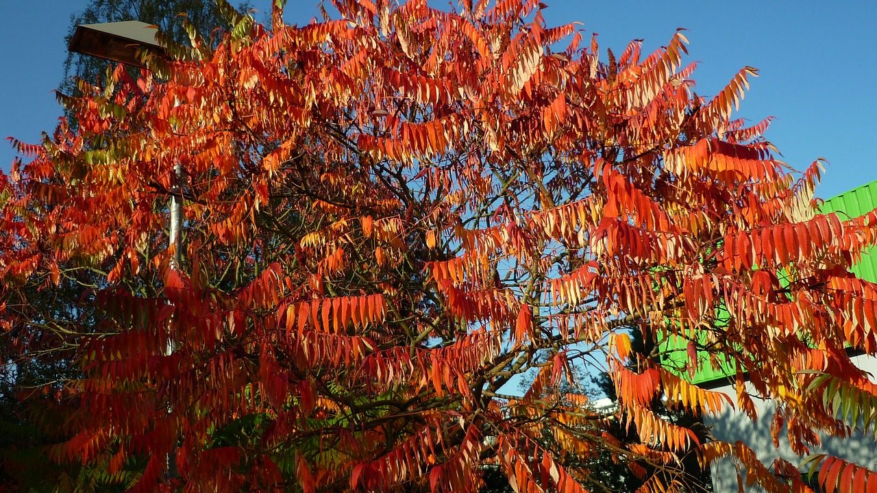 autumn glow fiery red-hot free photo