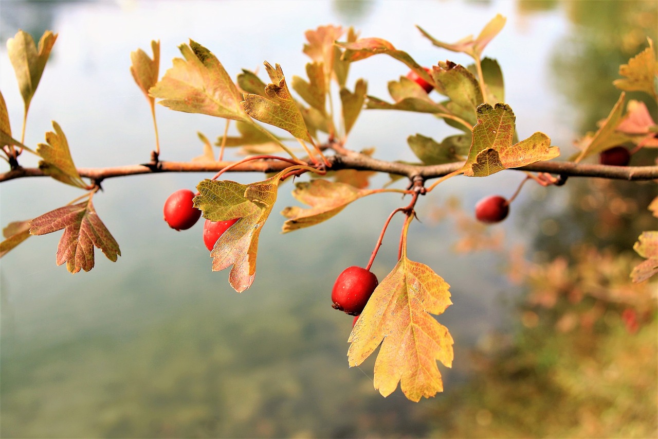 autumn gold foliage colors of autumn free photo