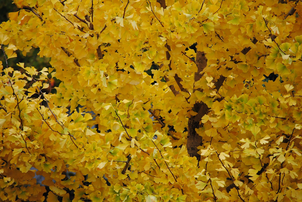 autumn gold fall foliage golden autumn free photo