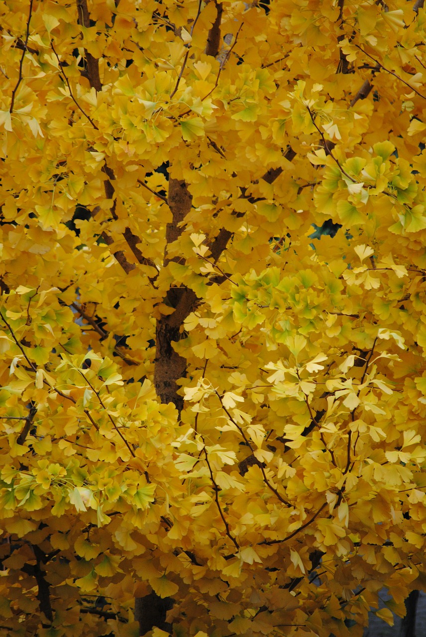 autumn gold fall foliage golden autumn free photo