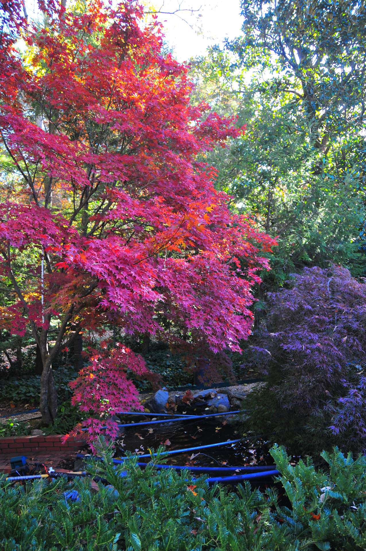 fall colors autumn free photo