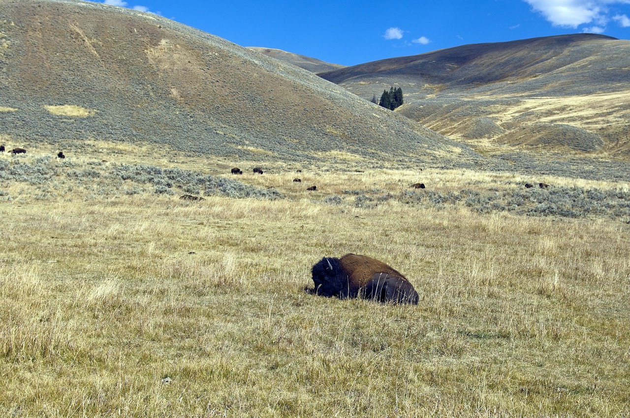 autumn in lamar valley  bison  buffalo free photo