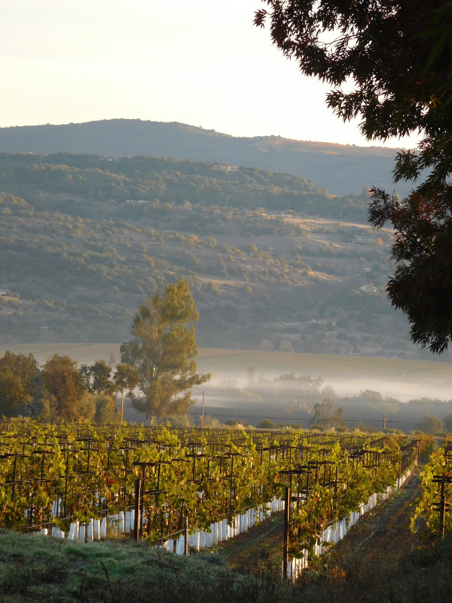 napa vineyard autumn free photo