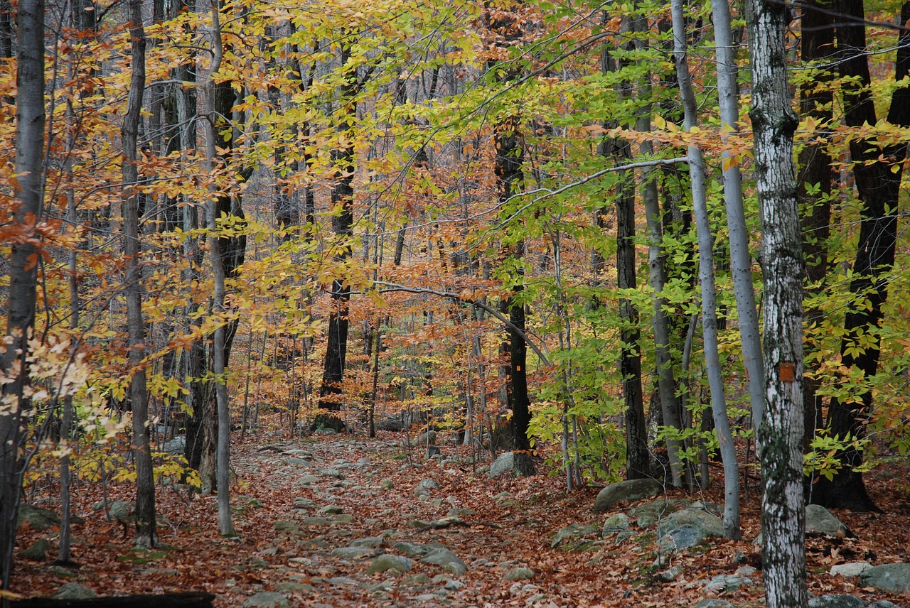 autumn landscape trees forest free photo