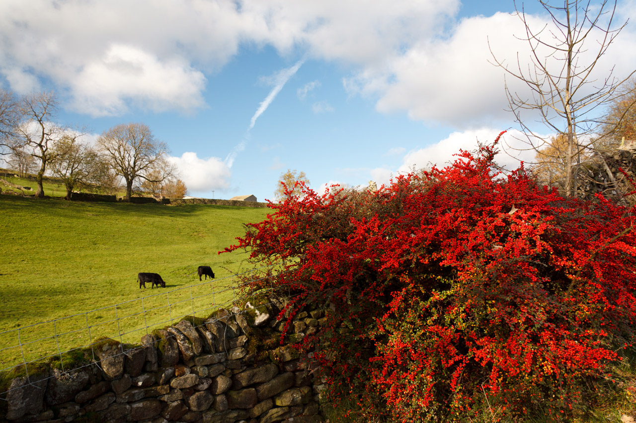 autumn beautiful cloud free photo