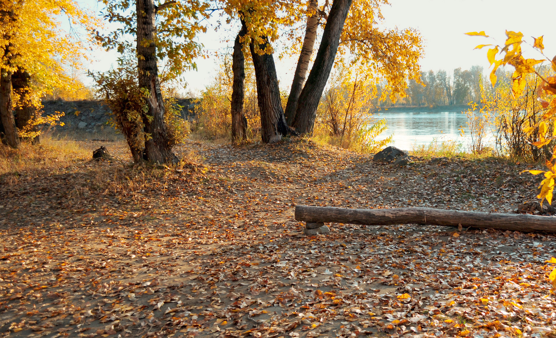 autumn landscape forest free photo