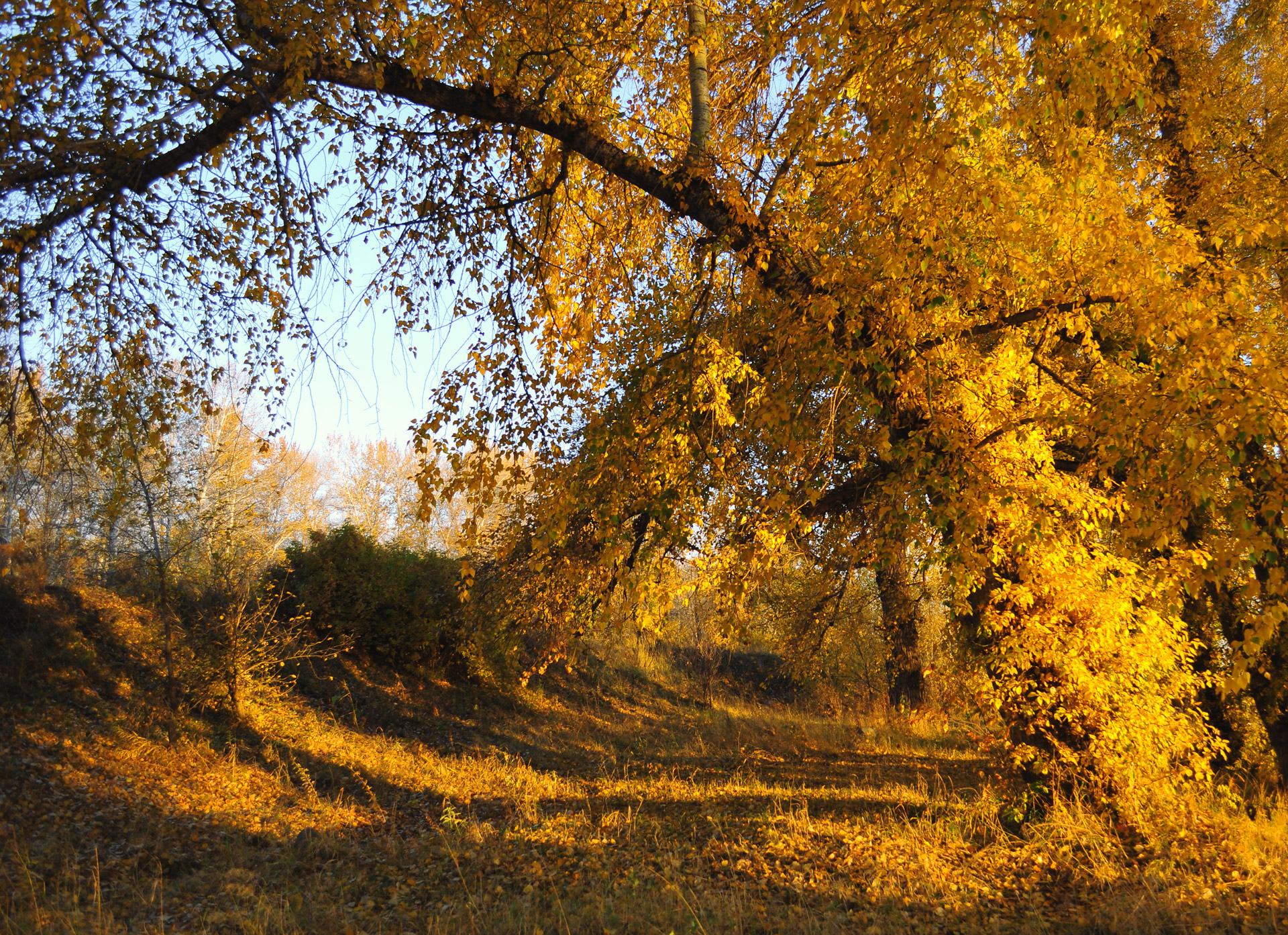 autumn landscape forest free photo