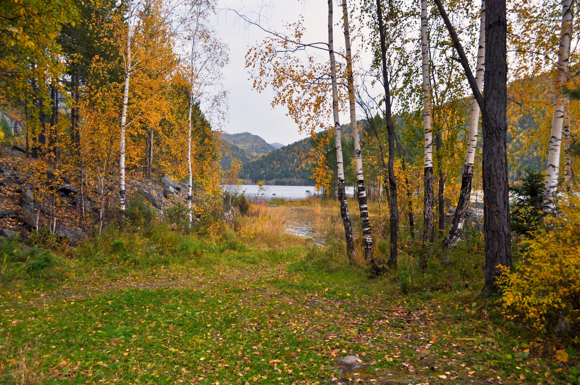 forest autumn yellow free photo