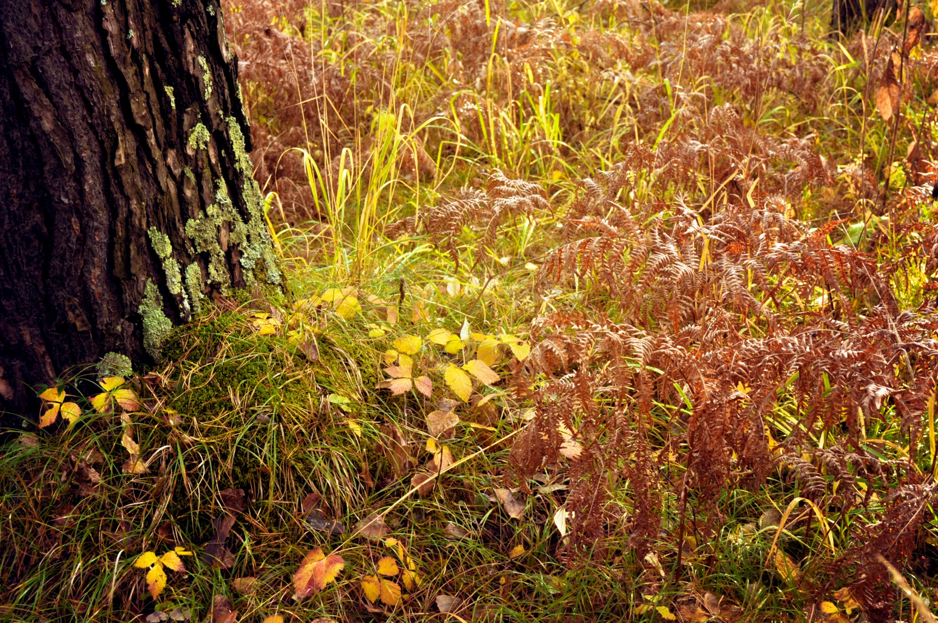 autumn forest grass free photo