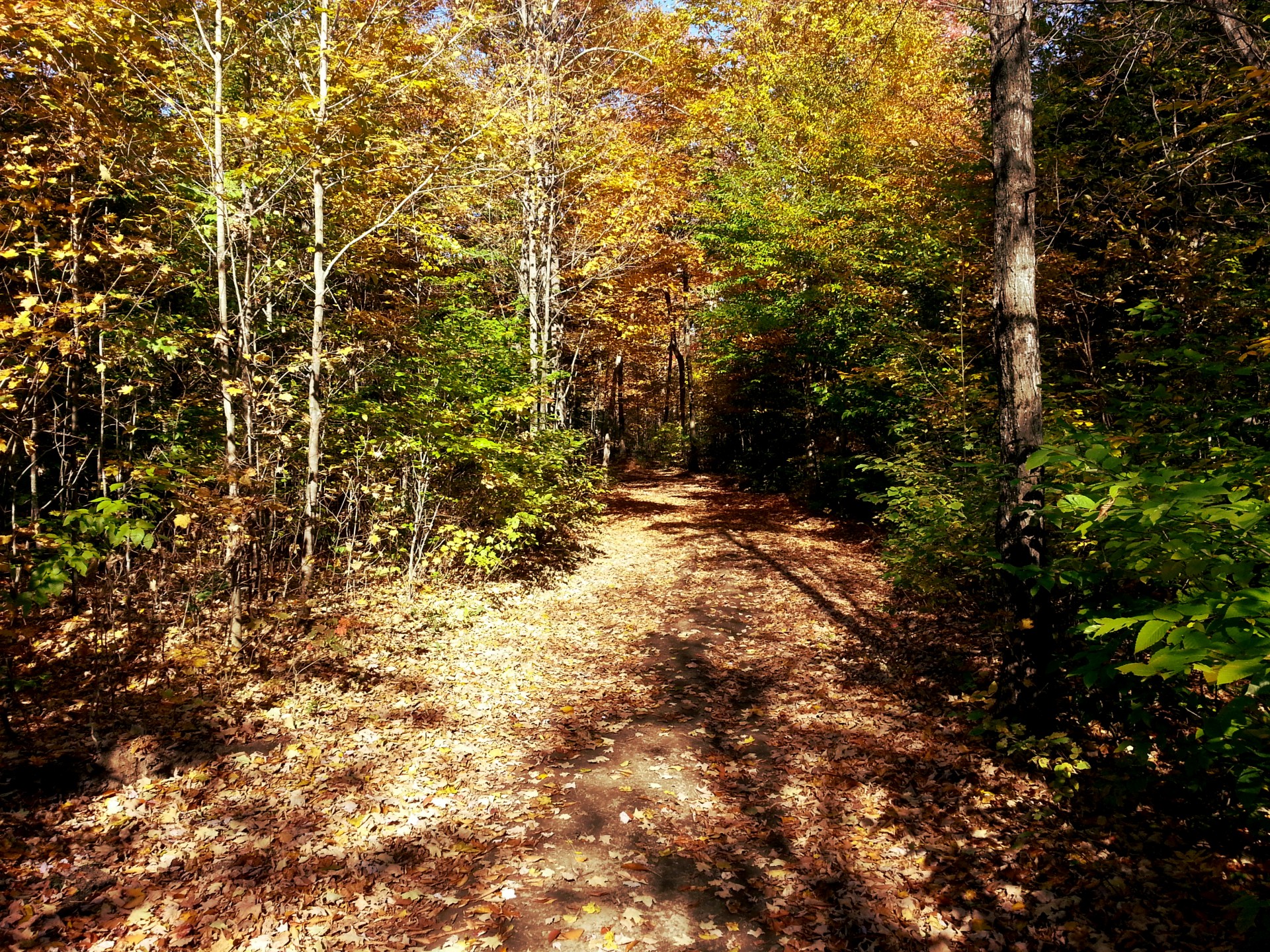 autumn landscape forest free photo