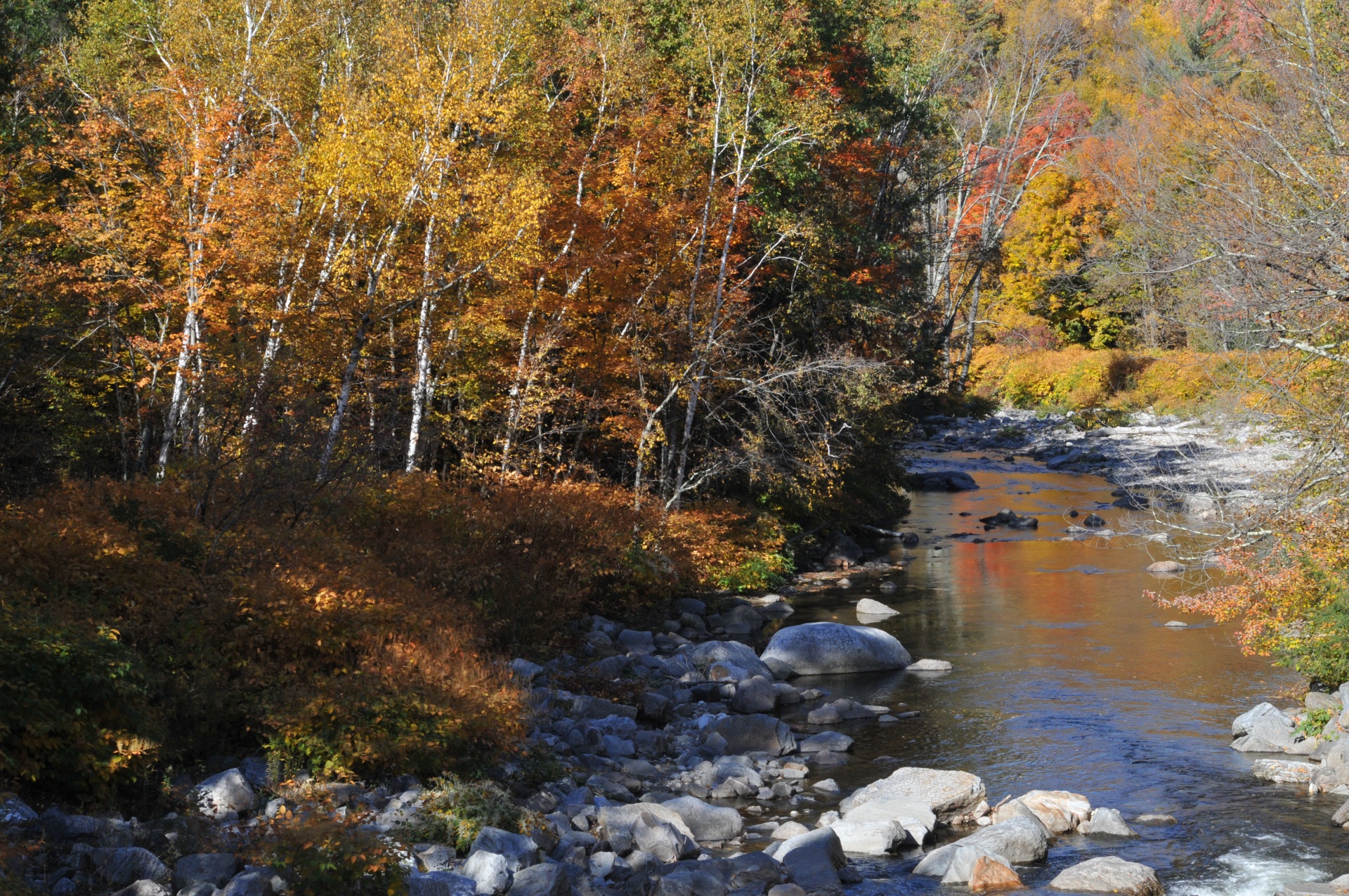 autumn brook deciduous free photo