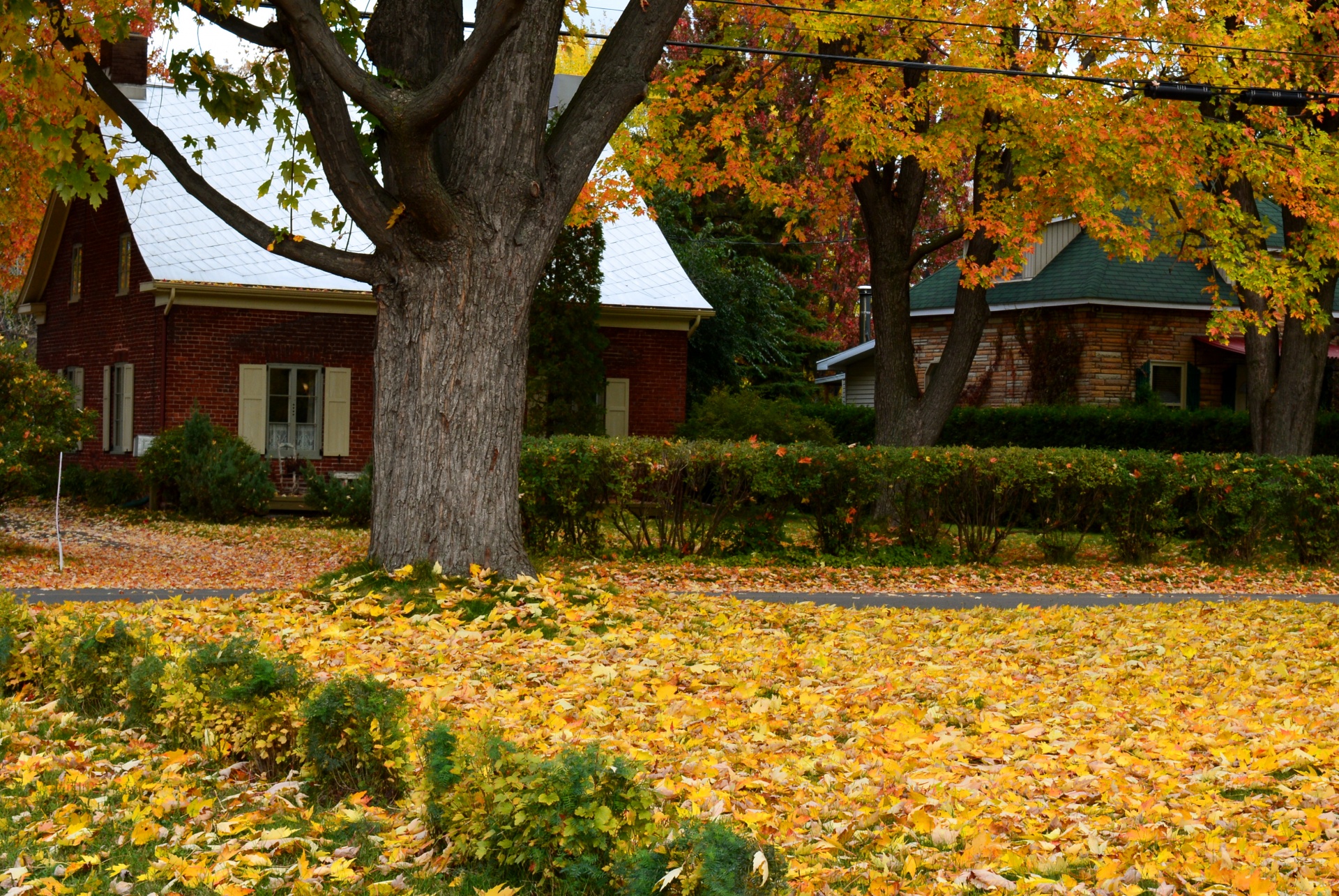 autumn fall leaf free photo