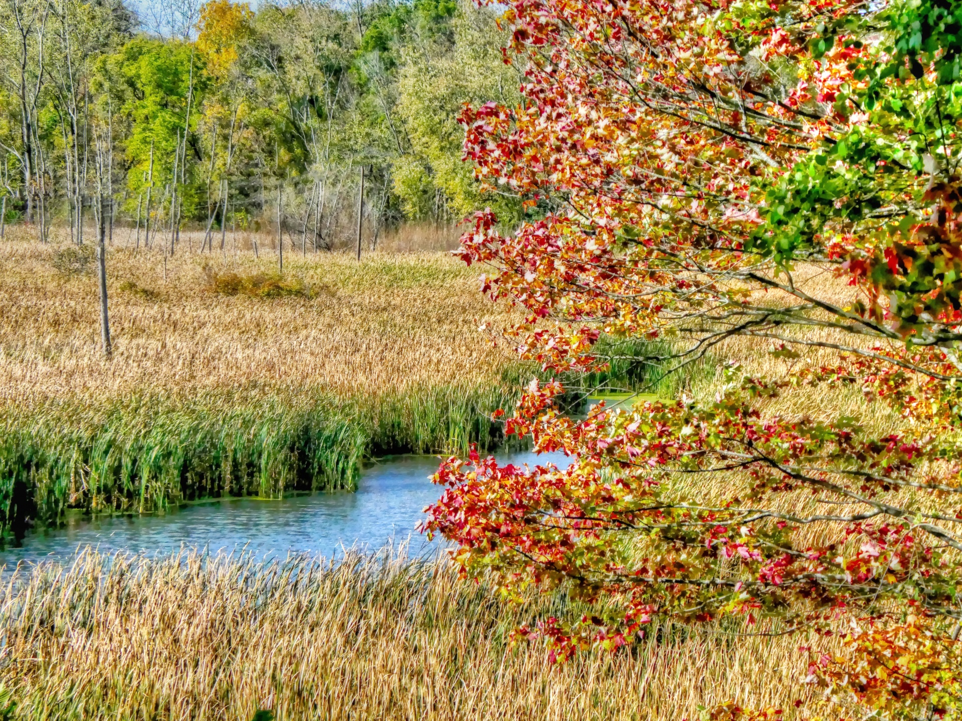 autumn fall foliage free photo