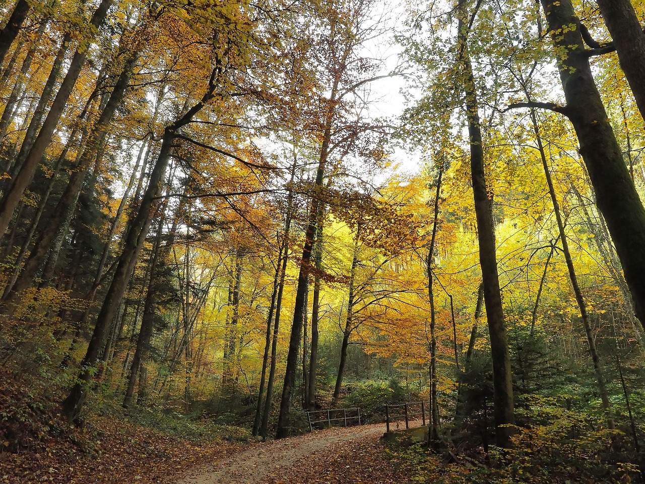 autumn landscape forest trees free photo