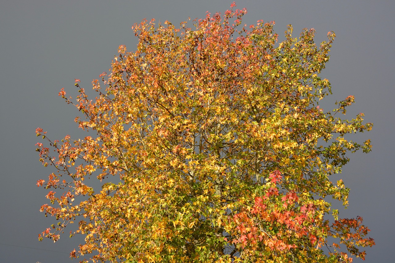 autumn landscape leaves tree free photo