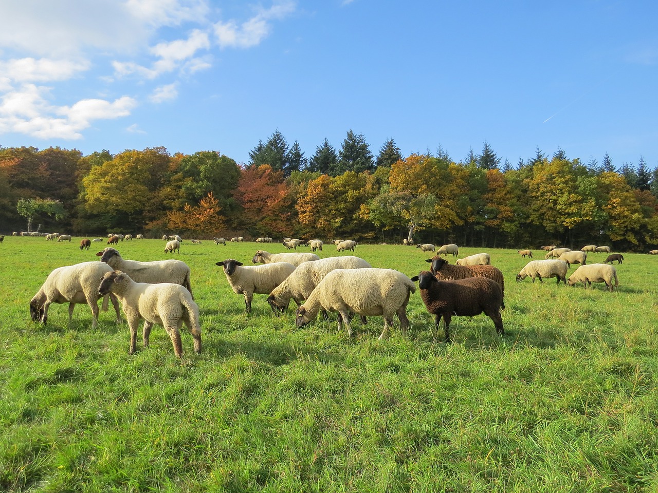 autumn landscape  flock of sheep  schäfchen free photo