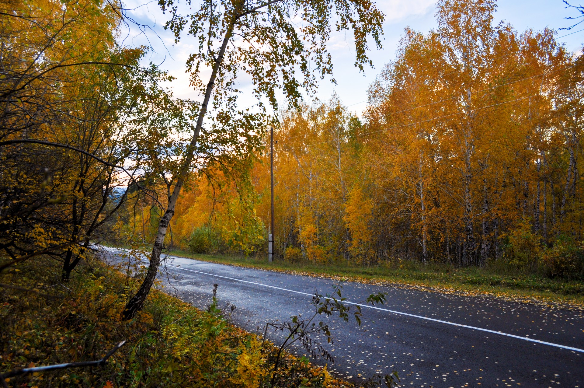 forest autumn road free photo