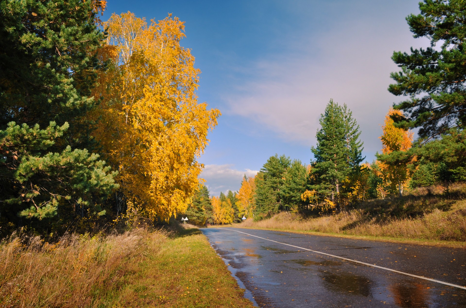 forest autumn road free photo