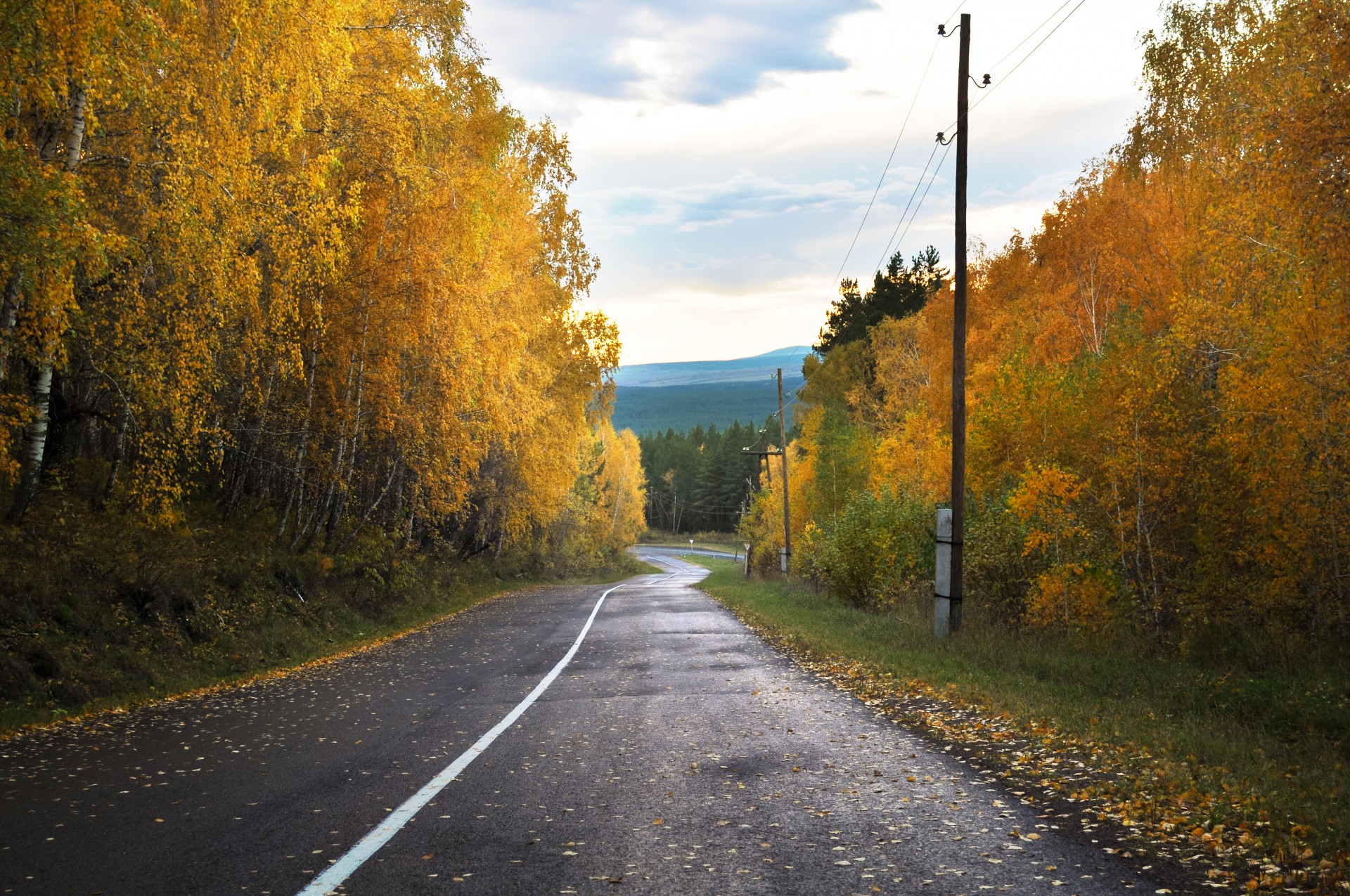 forest autumn road free photo