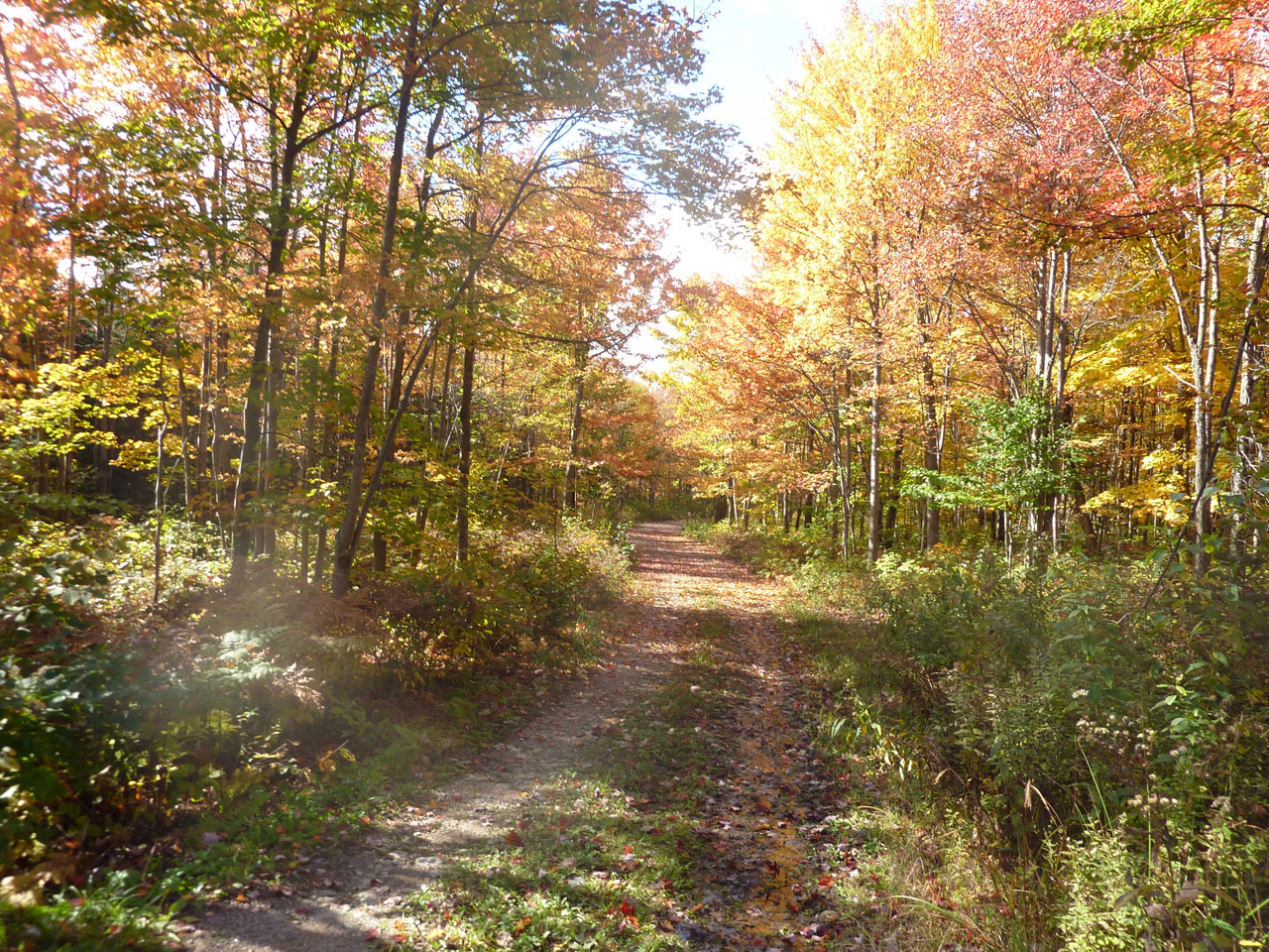 autumn fall color free photo