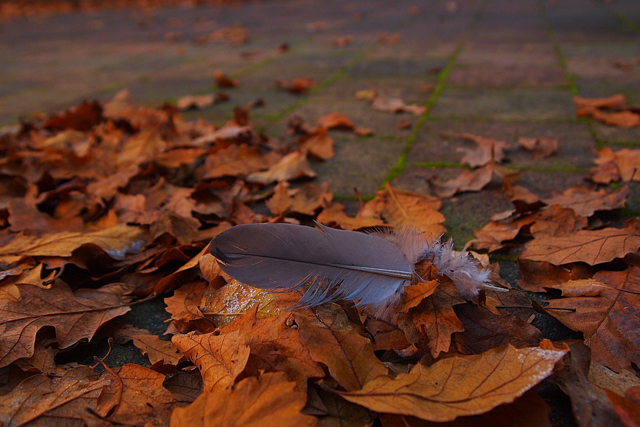 autumn leaf fall colors autumn free photo