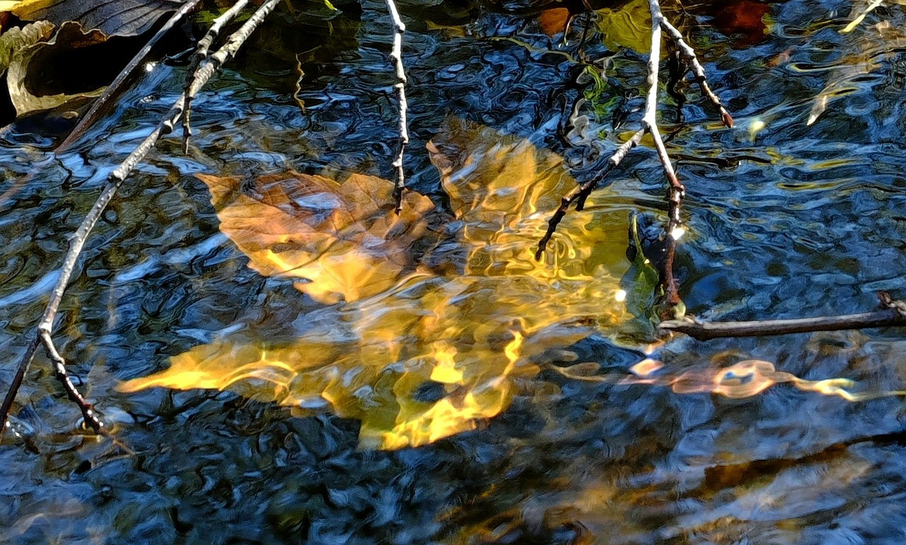 autumn leaf water mirroring free photo