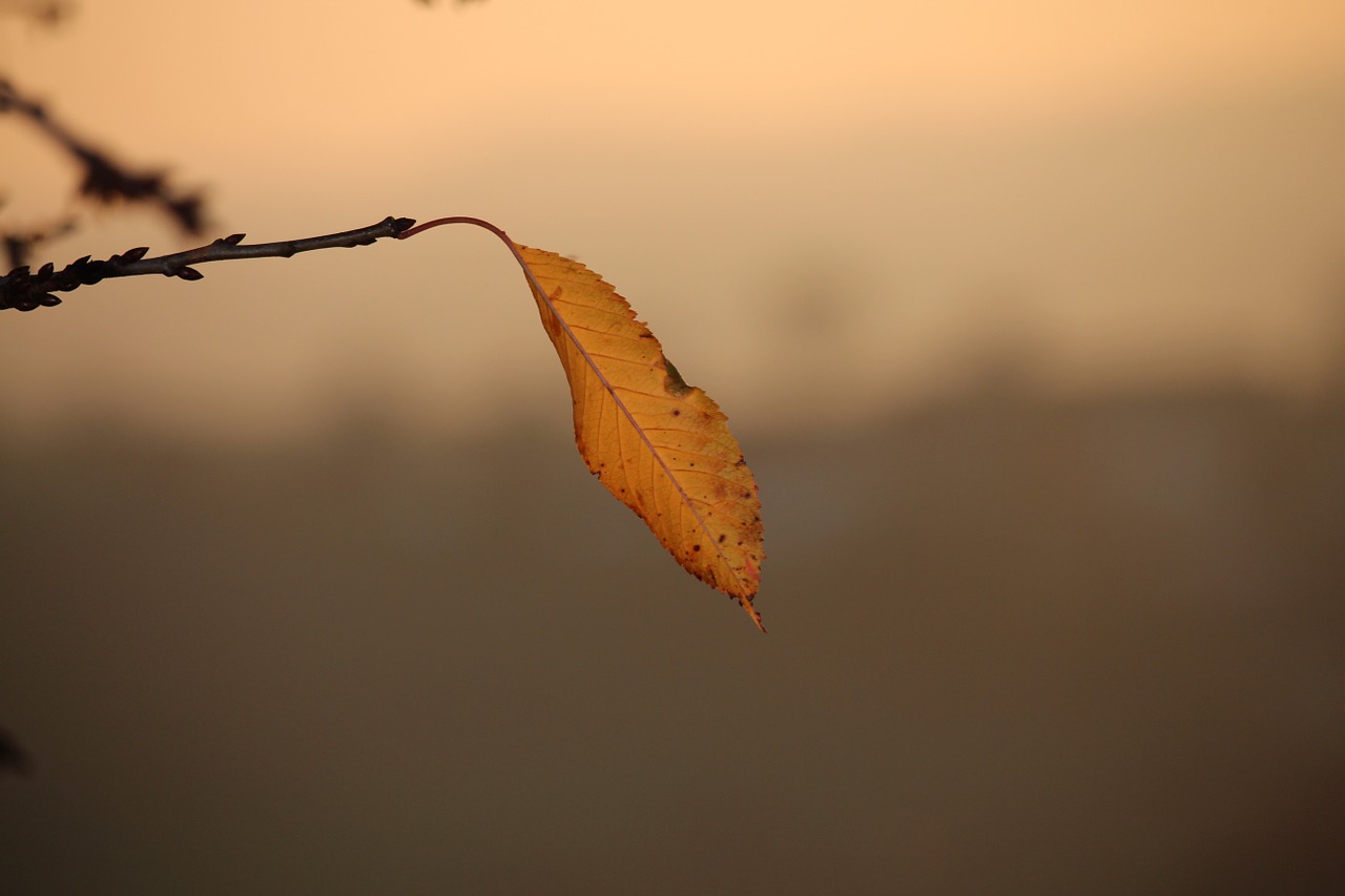 autumn leaf single branch free photo